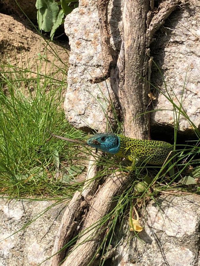 اروكا Casa Do Gaio-Turismo De Natureza المظهر الخارجي الصورة